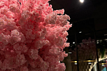 Hanami unique